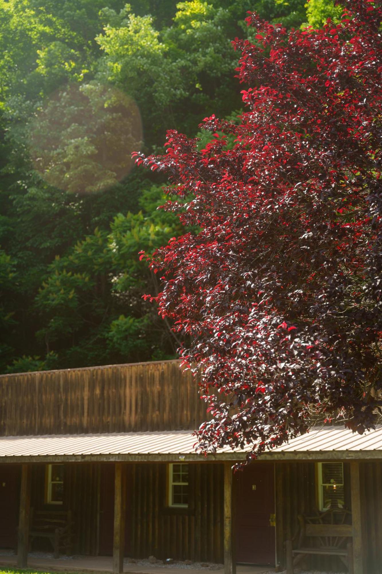 Seneca Pines Lodge Seneca Rocks Ngoại thất bức ảnh