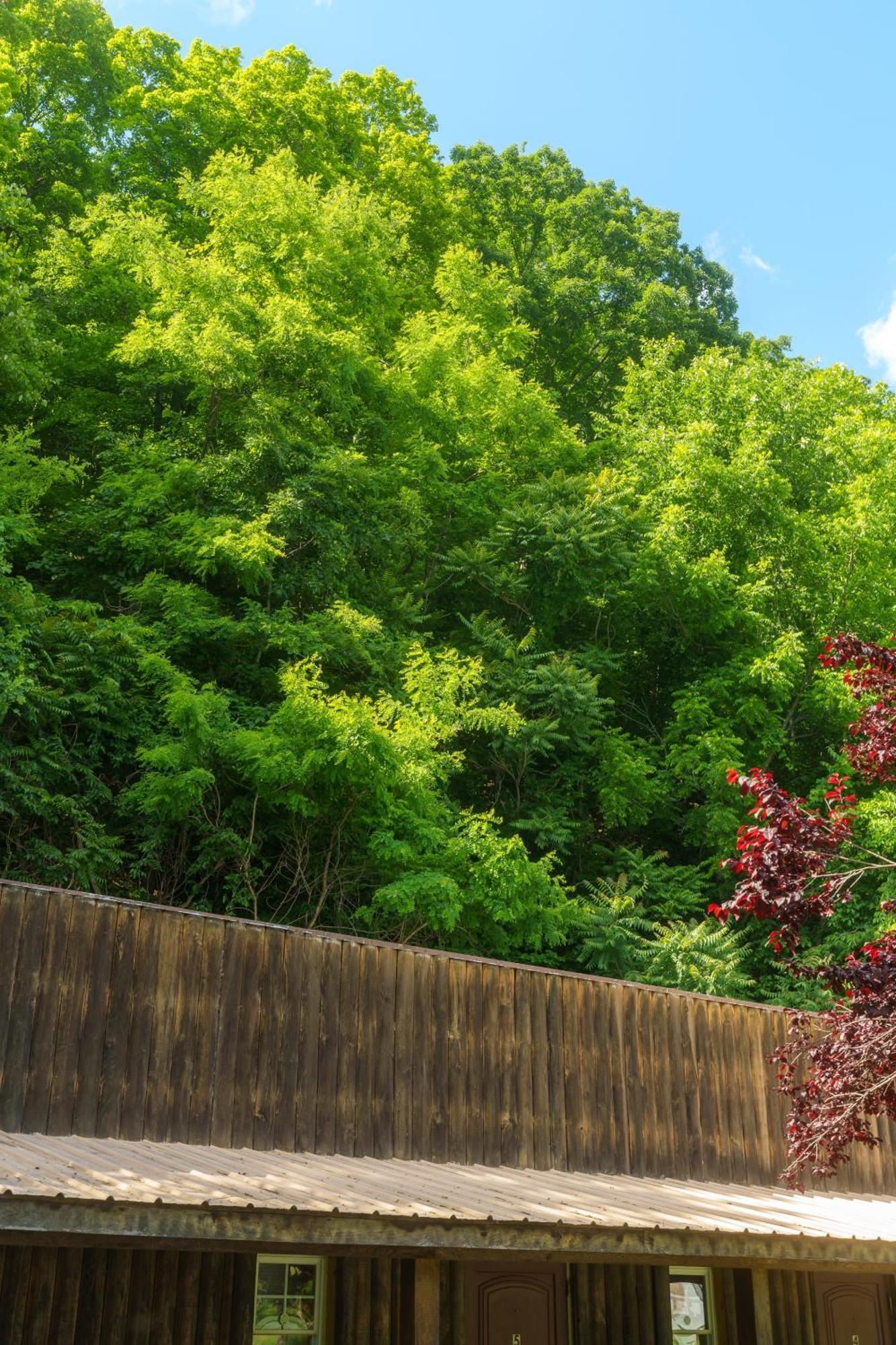 Seneca Pines Lodge Seneca Rocks Ngoại thất bức ảnh